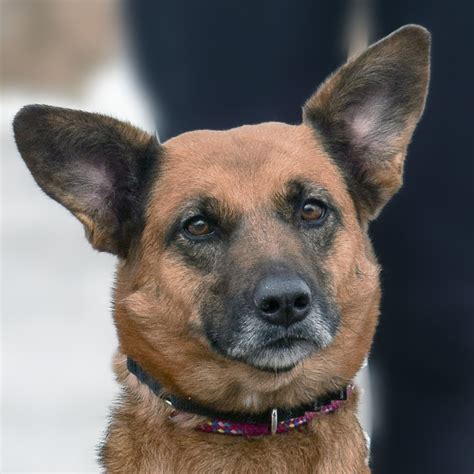 huntley dog shelter|animal house shelter in huntley.